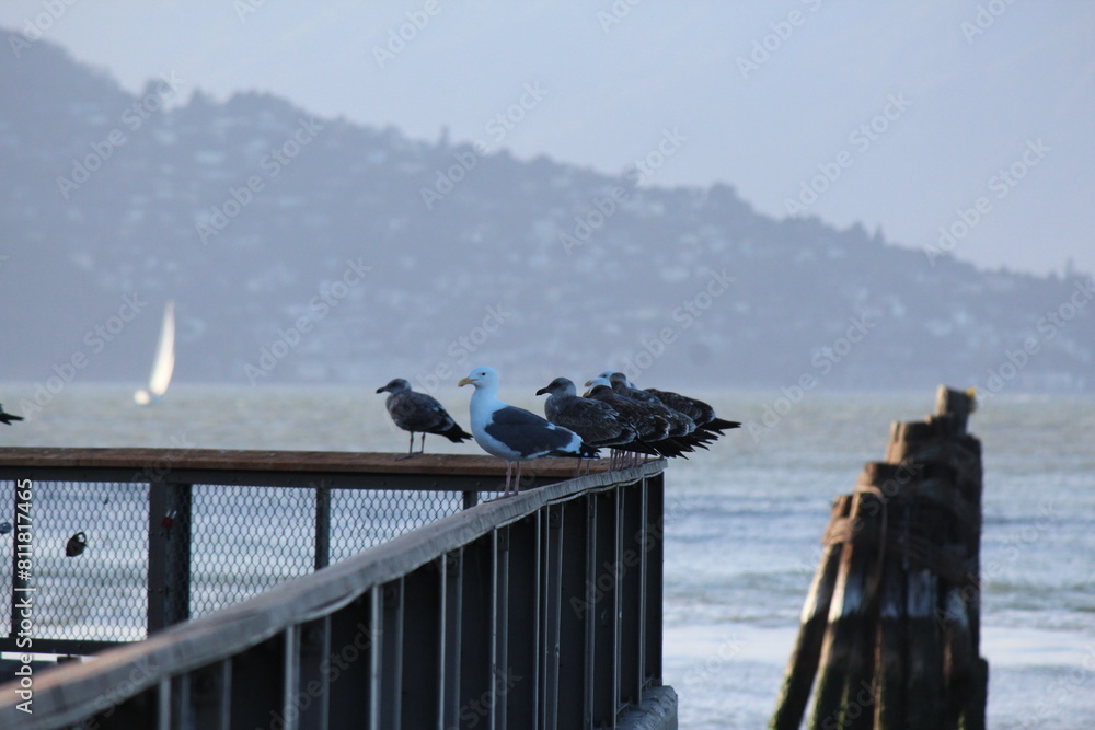 Obraz premium seagulls on the pier