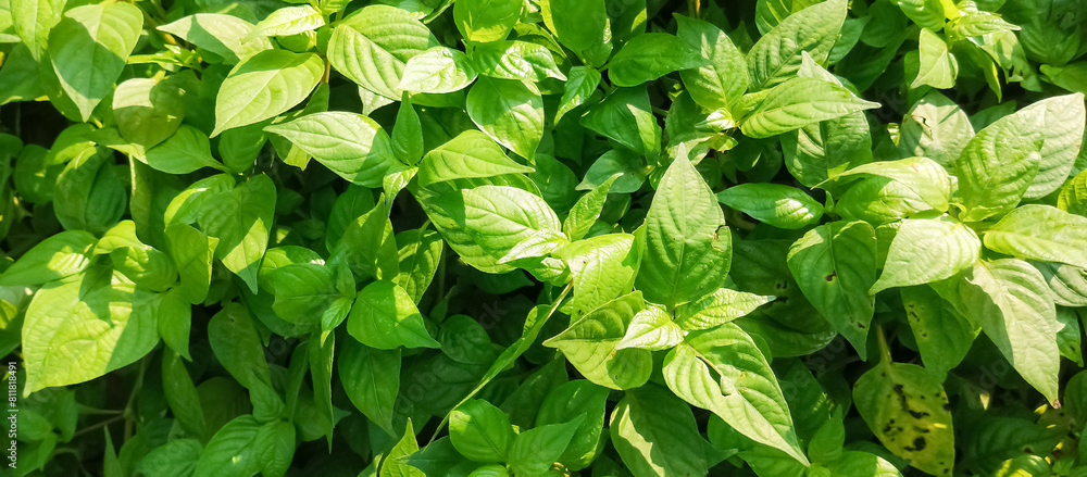 Green plant leaf texture, green plant leaf background Green plant leaf texture, green plant leaf background