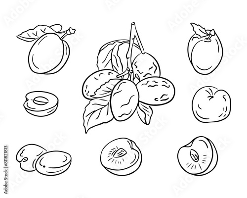 Doodle outline set with hand drawn plums. Monochrome vector sketchy drawings of groups of fruits on white background. Ideal for coloring pages, tattoo, pattern