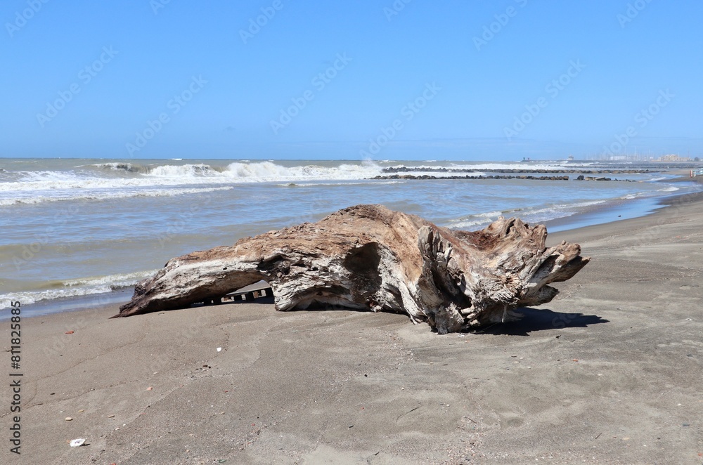 Lido di Ostia - Tronco di albero sulla Spiaggia Gialla
