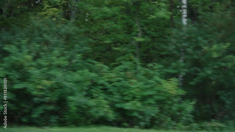 Side view driving plate of a summer forest on a cloudy day Side view driving plate of a summer forest on a cloudy day