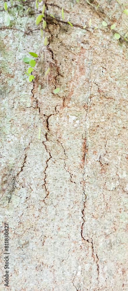 tree bark texture, tree bark texture background tree bark texture, tree bark texture background