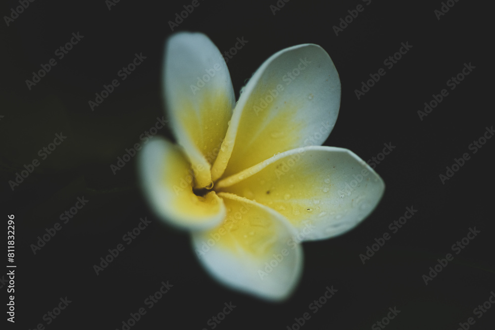 Fototapeta premium Flor de Jazmin