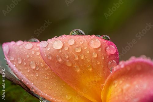 flor de jazmin 