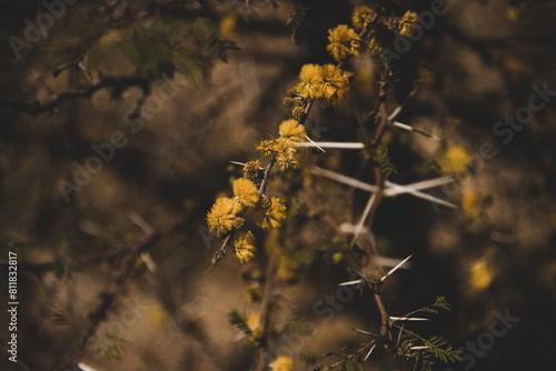 flor de aromito, amarillo, aroma, hermoso