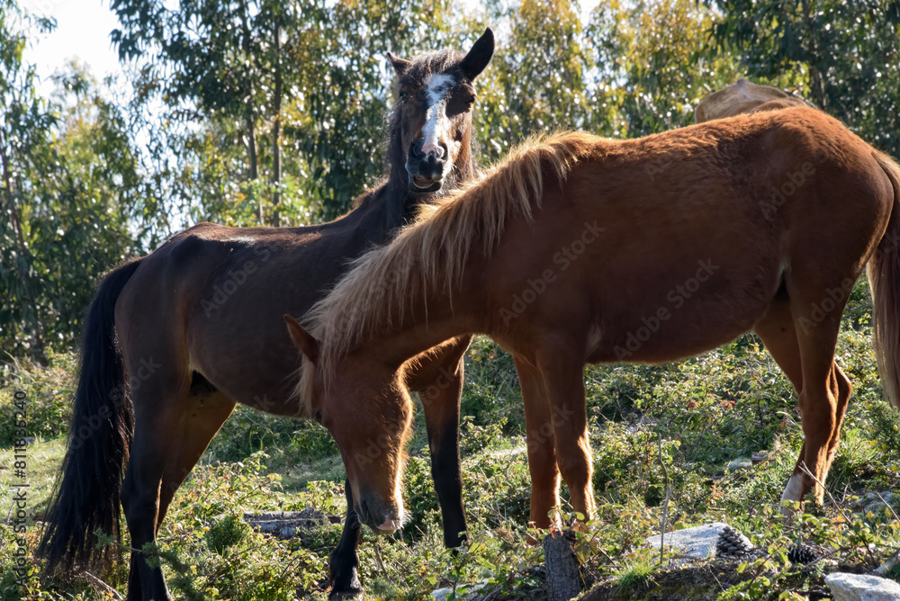 Fototapeta premium wild horses grazing in the Galician mountains