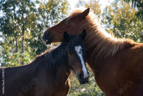 Tableau sur toile wild horses grazing in the Galician mountains