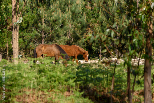 wild horses grazing in the Galician mountains