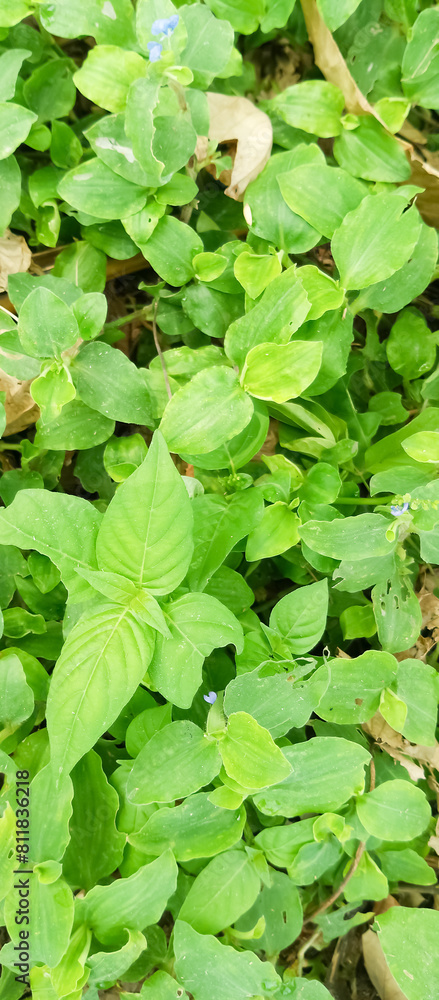 Green plant leaf texture, green plant leaf background Green plant leaf texture, green plant leaf background