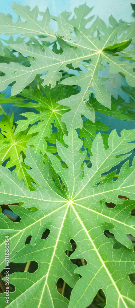 Obraz premium Green plant leaf texture, green plant leaf background