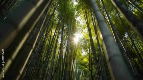 A serene hike through the bamboo forests of Arashiyama in Kyoto where the paths are lined with towering bamboo stalks. The light filters through the le