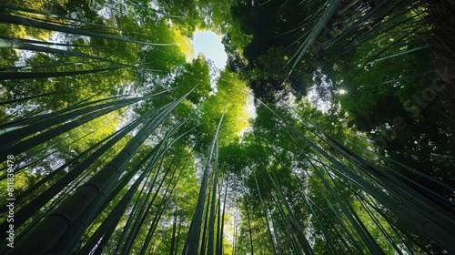 A serene hike through the bamboo forests of Arashiyama in Kyoto where the paths are lined with towering bamboo stalks. The light filters through the le
