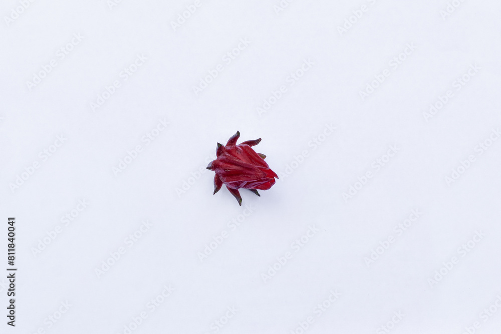 Rosella flowers are used as tea and traditional herbal medicine, Hibiscus sabdariffa Linn, Jamaica sorrel isolated on white background Rosella flowers are used as tea and traditional herbal medicine, Hibiscus sabdariffa Linn, Jamaica sorrel isolated on white background