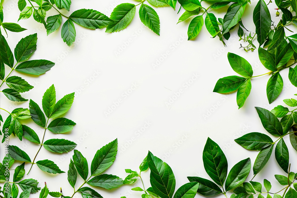 Green leaves arranged in a circle on a white background. Green leaves arranged in a circle on a white background.