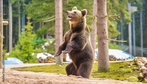 close up of eurasian brown bear standing on hind legs photo
