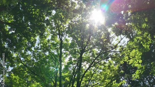 さわやかな森林の中を移動撮影　美しい自然　風景