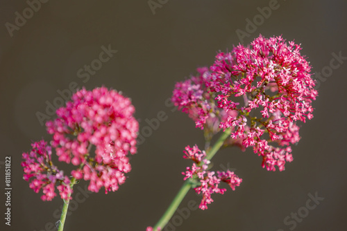 Selective focus of pink flower with sunlight in the garden, Centranthus ruber also called red valerian, Valeriana rubra, is a garden plant grown for its ornamental flowers, Natural floral background.