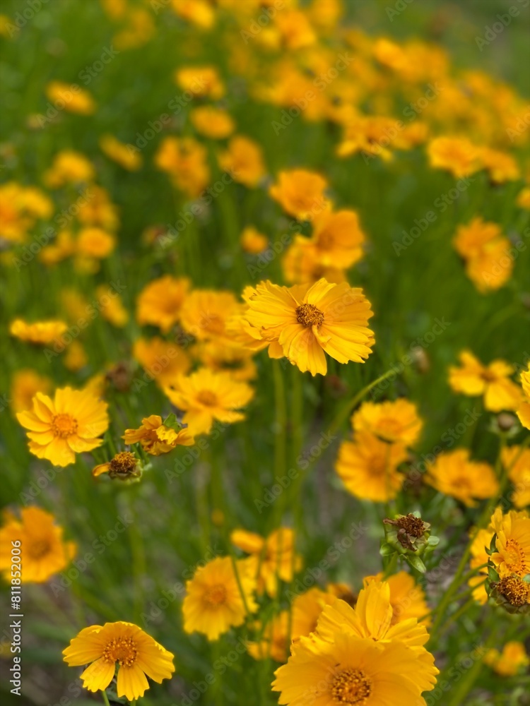 a field filled with yellow flowers next to a road side a field filled with yellow flowers next to a road side