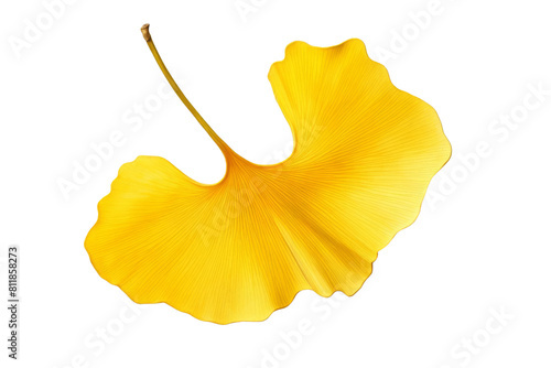 Yellow leaf of Ginko Biloba tree