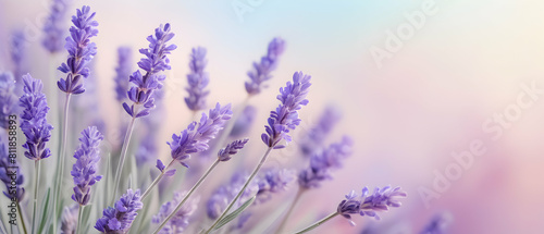 Panoramic of Beautiful lavender field in soft focus. Romantic spring flower meadow background
