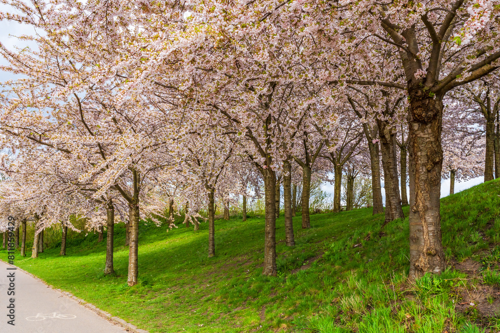 Beautiful cherry blossom trees in Langelinie park in Copenhagen, Denmark Beautiful cherry blossom trees in Langelinie park in Copenhagen, Denmark
