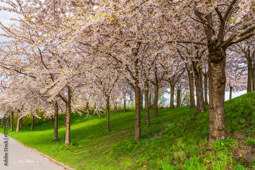 Beautiful cherry blossom trees in Langelinie park in Copenhagen  Denmark