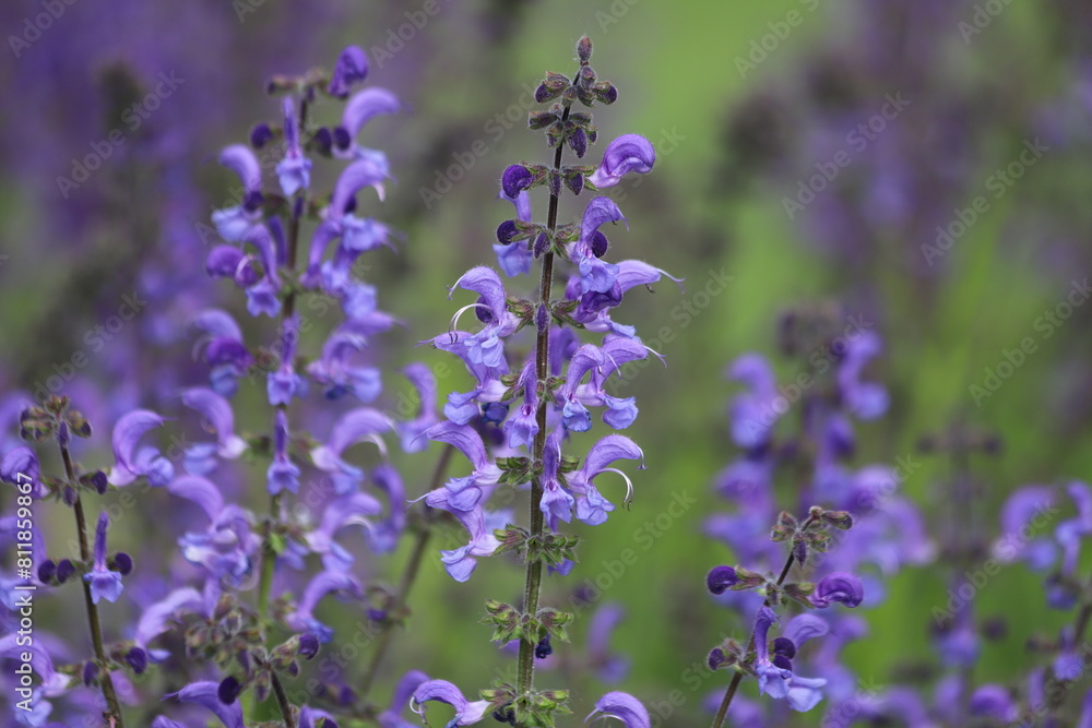 Salvia pratensis. Meadow sage, purple flowers on wild meadow. Salvia pratensis. Meadow sage, purple flowers on wild meadow.