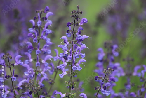 Salvia pratensis. Meadow sage, purple flowers on wild meadow.