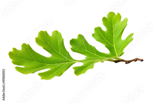 Green leaf of a plant isolated on a transparent background. photo