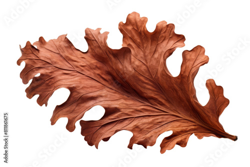 The image is a photo of a single autumn leaf with red and brown colors and detailed veins. The leaf is on a black background. photo