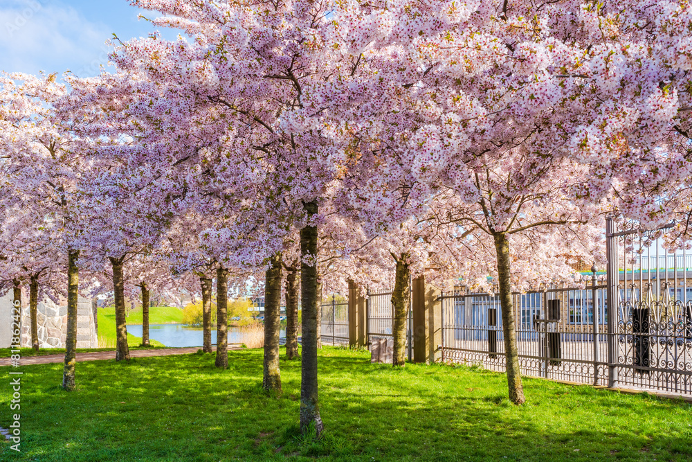 Beautiful cherry blossom trees in Langelinie park in Copenhagen, Denmark