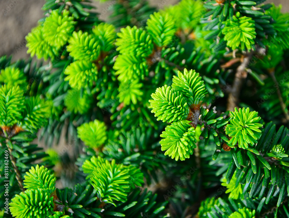 młode pędy jodły wiosną, young fir shoots, Abies, Sprouts of an evergreen coniferous tree in spring, young green shoots on the branches of coniferous trees, young fir growths in spring młode pędy jodły wiosną, young fir shoots, Abies, Sprouts of an evergreen coniferous tree in spring, young green shoots on the branches of coniferous trees, young fir growths in spring