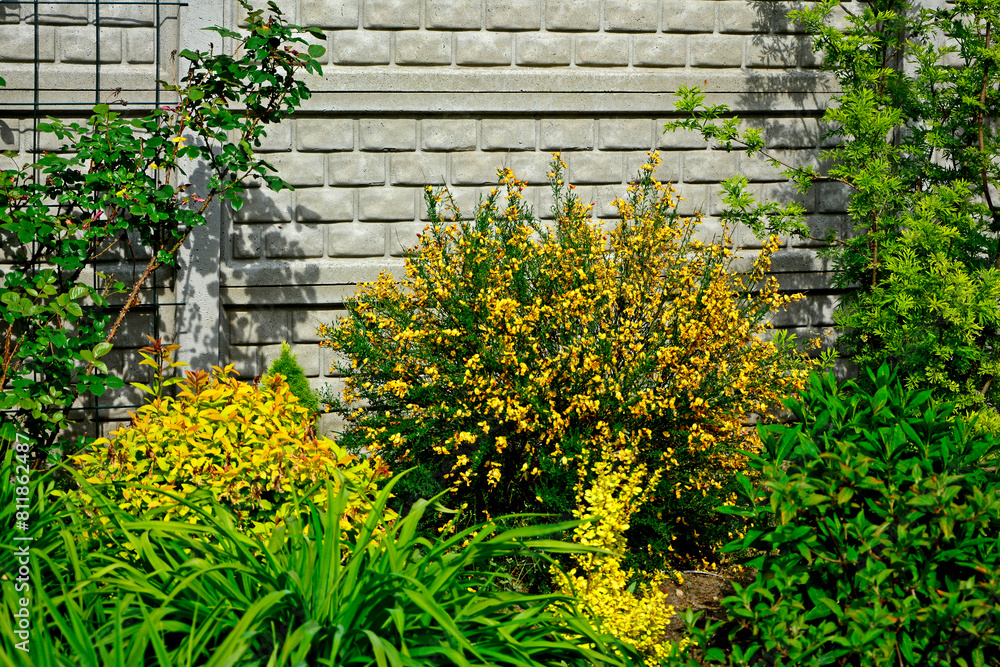 Żarnowiec odmiana Apricot Gem, zółte kwiaty żarnowca, kwitnący żarnowiec w ogrodzie, Cytisus , common broom