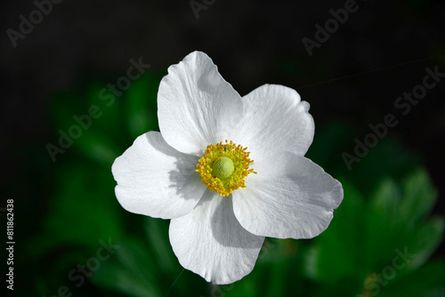 Zawilec wielkokwiatowy, zawilec leśny, Anemone sylvestris, snowdrop anemone, snowdrop windflower © kateej