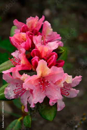 kwitnąca różanecznik, różowe kwiaty różnaecznika, Rhododendron  © kateej