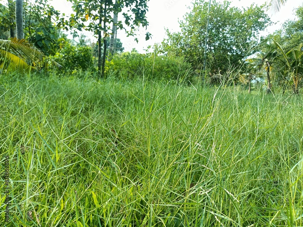Hemarthria is a genus of herbaceous plants in the grass family. Hemarthria is a genus of herbaceous plants in the grass family.