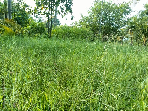 Hemarthria is a genus of herbaceous plants in the grass family.  photo