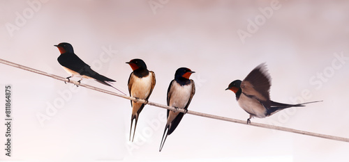 Fotografie A gaggle of swallows on a wire against a blurred grey background.