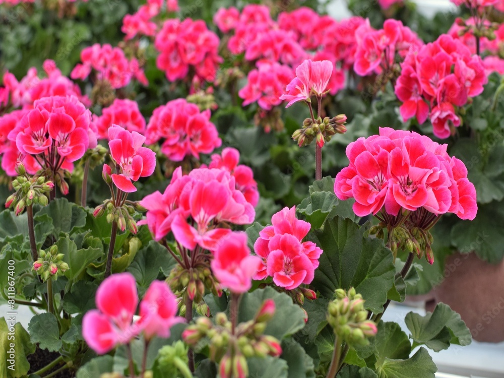 Growing and selling pelargoniums in a modern greenhouse. Growing and selling pelargoniums in a modern greenhouse.