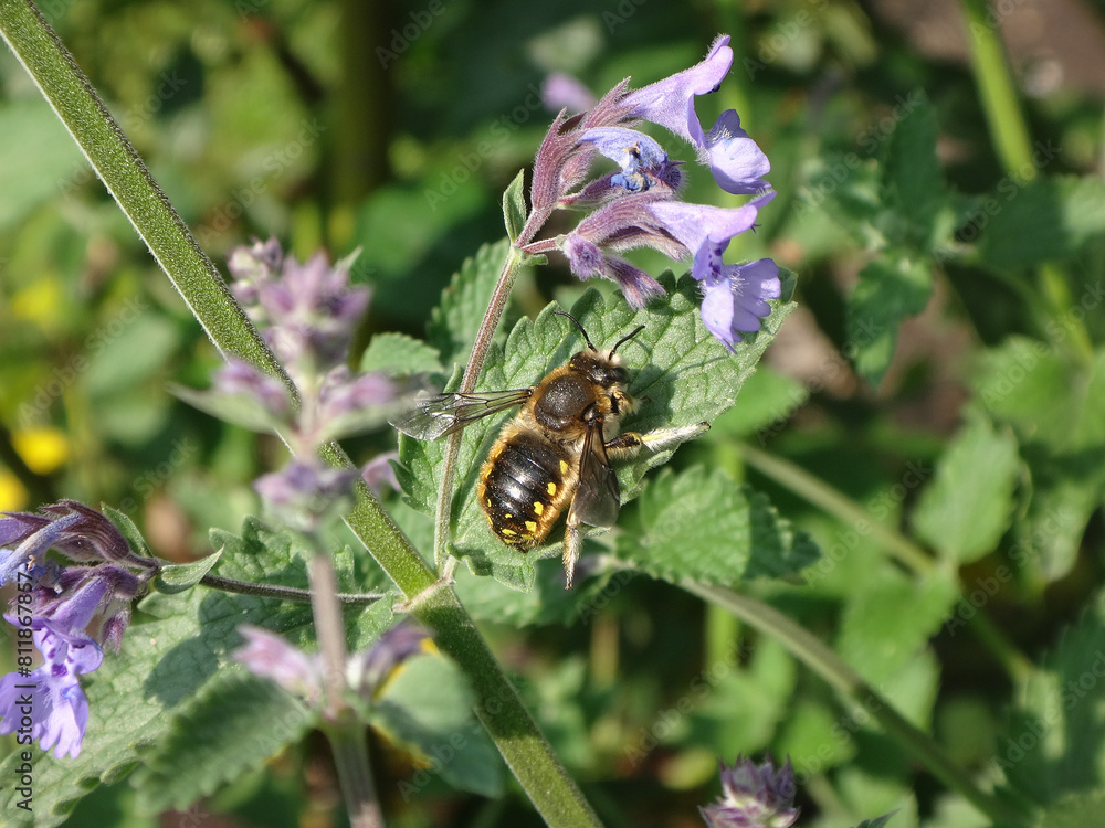 The European wool carder bee (Anthidium manicatum ssp. nigrithorax), male resting on catmint The European wool carder bee (Anthidium manicatum ssp. nigrithorax), male resting on catmint