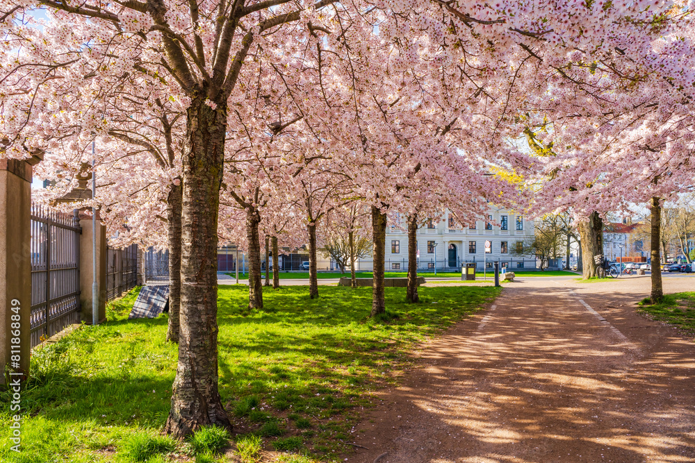 Beautiful cherry blossom trees in Langelinie park in Copenhagen, Denmark Beautiful cherry blossom trees in Langelinie park in Copenhagen, Denmark
