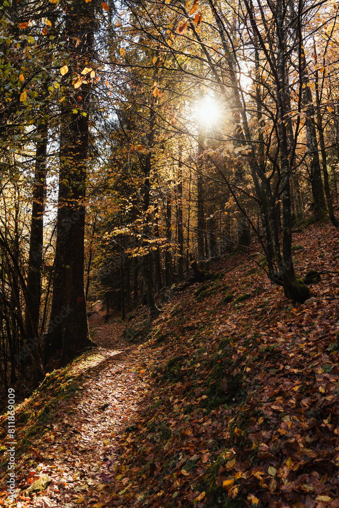 Obraz premium Beautiful autumnal colors in the Cansiglio Forest, in Northern Italy