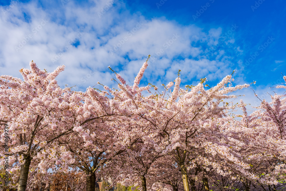 Beautiful cherry blossom trees in Langelinie park in Copenhagen, Denmark Beautiful cherry blossom trees in Langelinie park in Copenhagen, Denmark