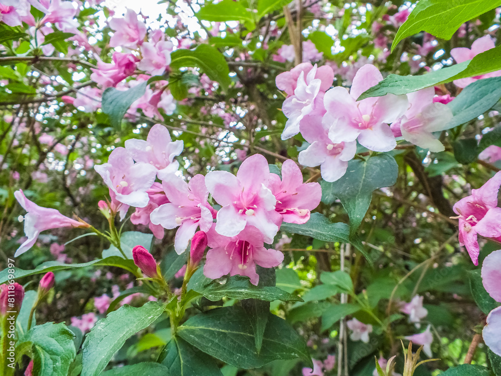 Weigela hortensis, flowering plant in the family Caprifoliaceae, blooming pink flowers on branches of a bush, shrub in park