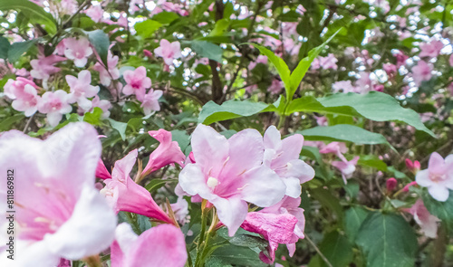 Weigela hortensis, flowering plant in the family Caprifoliaceae, blooming pink flowers on branches of a bush, shrub in park
