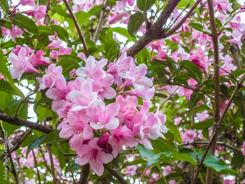 Weigela hortensis, flowering plant in the family Caprifoliaceae, blooming pink flowers on branches of a bush, shrub in park