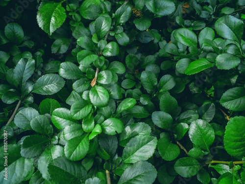 Green leaves of a bush medium sized shrub during summer as botanical natural pattern backdrop background photo