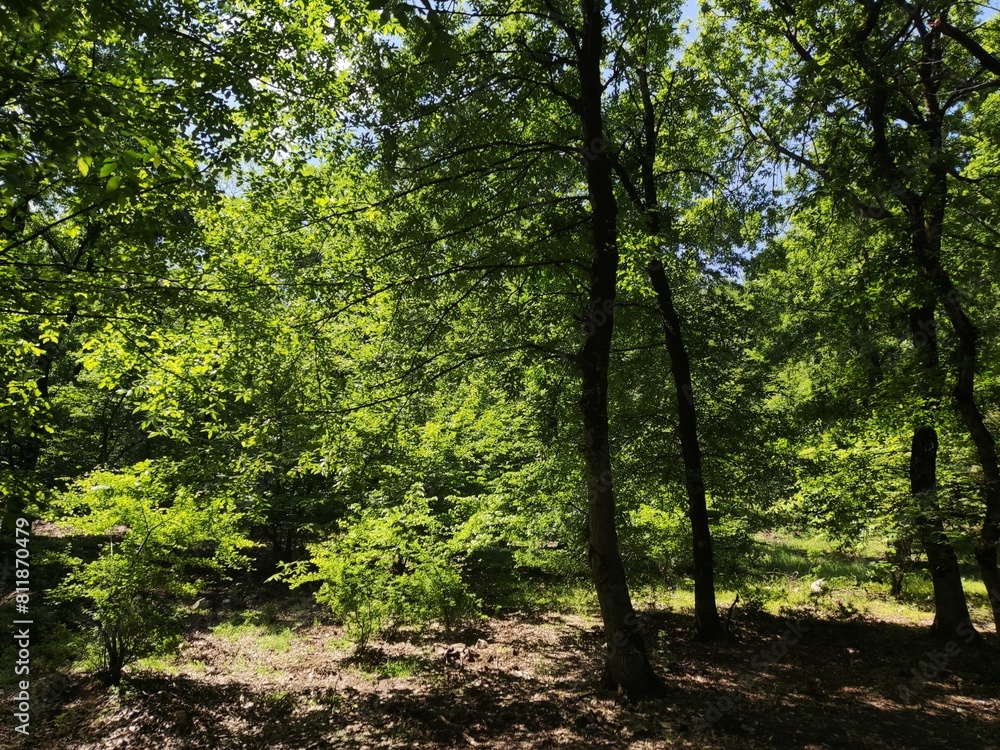 Obraz premium trees in the forest