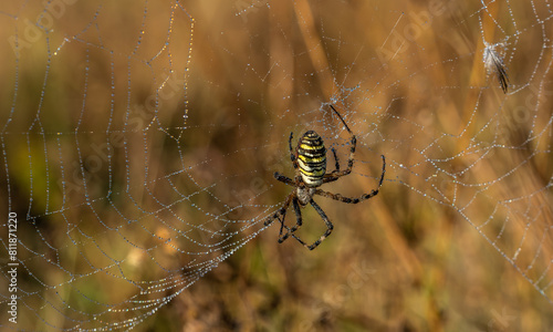 Web with a spider close-up. Drops of dew. Blurred background.