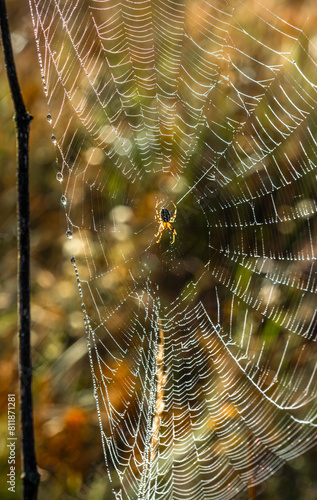 Web with a spider close-up. Drops of dew. Blurred background.